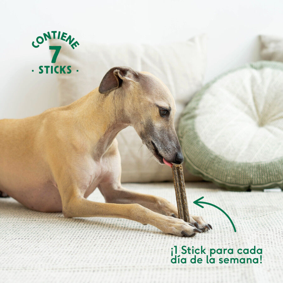7 barritas Wild Balance Stick Dentales de Ternera para Perros, , large indicador imagen numero 2